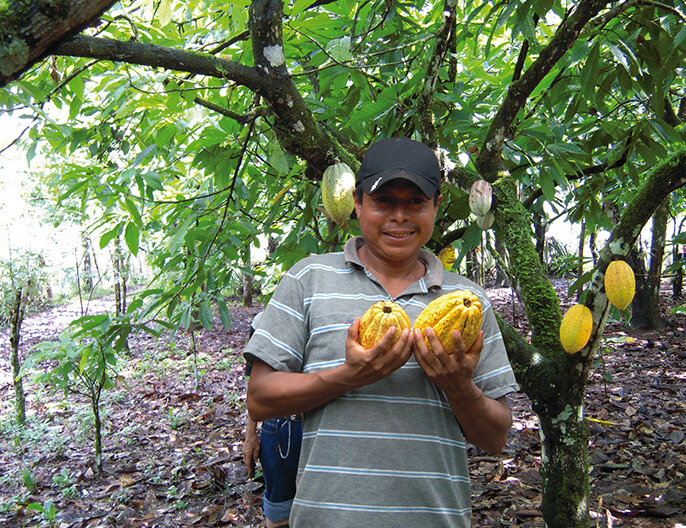CacaoyÃ¨re agroÃ©cologie coopÃ©rative CACAO NICA au Nicaragua gianduja onctueux